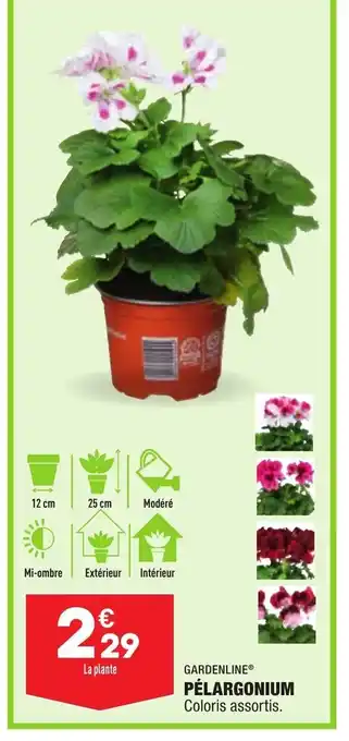 ALDI Pélargonium offre