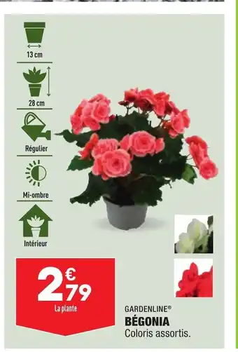 ALDI Bégonia offre