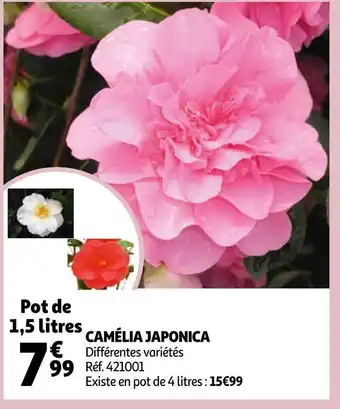 Camélia japonica