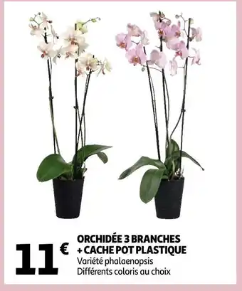 Auchan Orchidée 3 branches + cache pot plastique offre