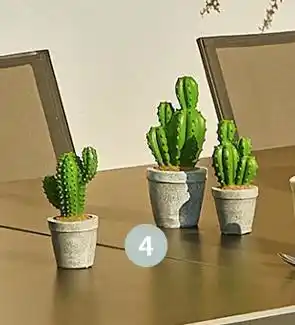 Jardiland Cactus en pot offre