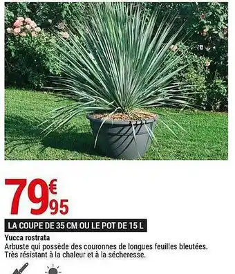 Yucca Rostrata