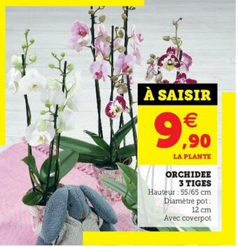 Hyper U Orchidee 3 Tiges offre