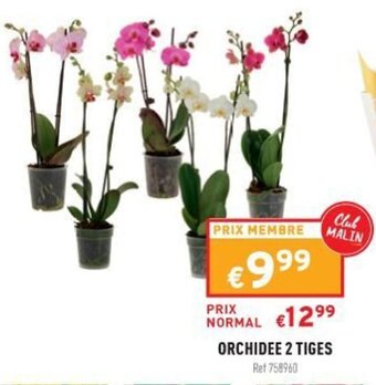 Trafic Orchidee 2 Tiges offre