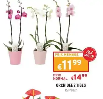 Trafic Orchidee 2 Tiges offre