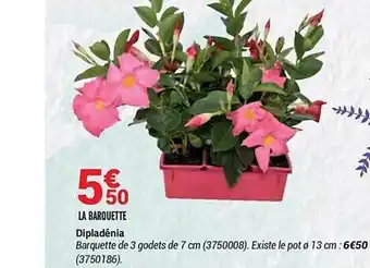 Bricorama Dipladénia offre