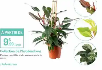 Botanic Collection De Philodendrons offre