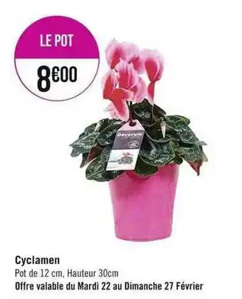 Cyclamen