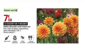 Dahlias Décoratifs Variés Gamm Vert