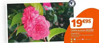 Jardiland Camélia De Jardin Ecloz offre