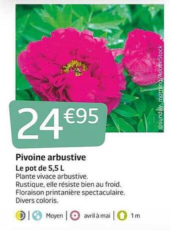 Jardiland Pivoine Arbustive offre