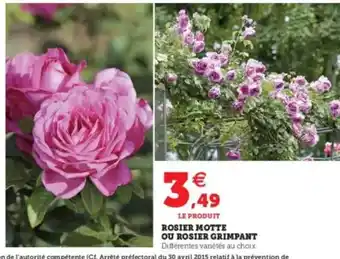 Super U Rosier Motte Ou Rosier Grimpant offre