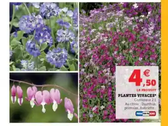 Super U Plantes Vivaces offre