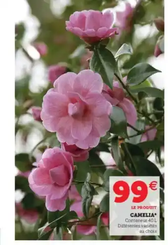 Super U Camelia offre