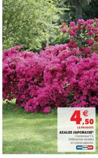Super U Azalée Japonaise offre