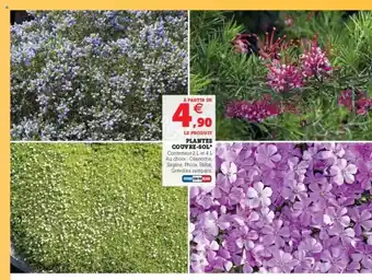 Super U Plantes Couvre-sol offre