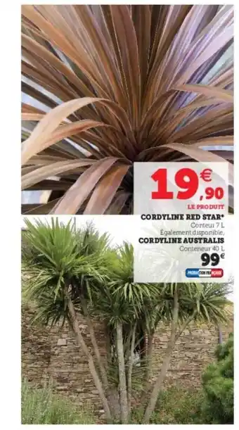 Super U Cordyline Red Star, Cordyline Australis offre