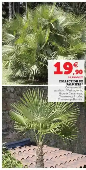 Super U Collection De Palmiers offre