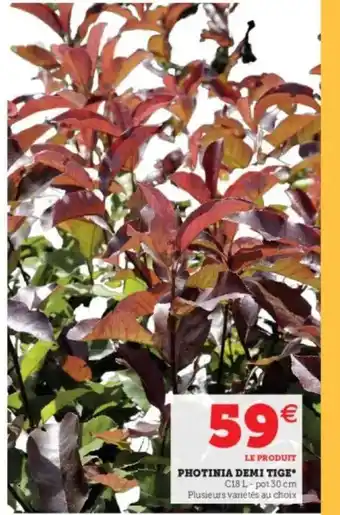 Super U Photinia Demi Tige offre