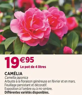 Camélia