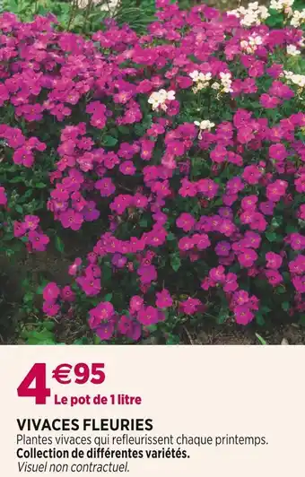 Delbard Vivaces fleuries offre