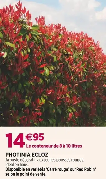Delbard Photinia ecloz offre