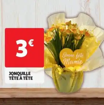 Auchan Jonquille tête à tête offre