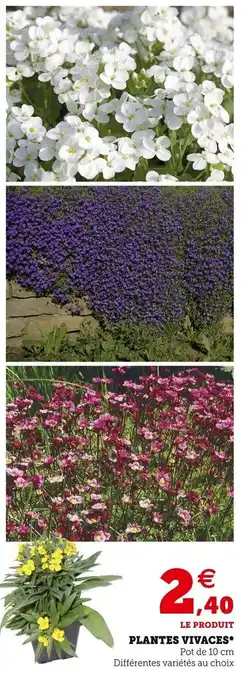 Super U Plantes vivaces offre