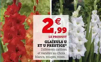 Super U Glaïeuls u et u prestige offre