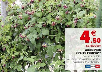 Super U Arbustes petits fruits offre