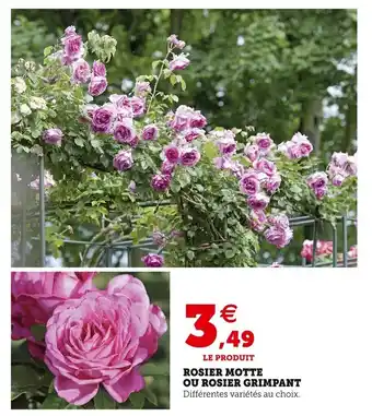 Super U Rosier motte ou rosier grimpant offre