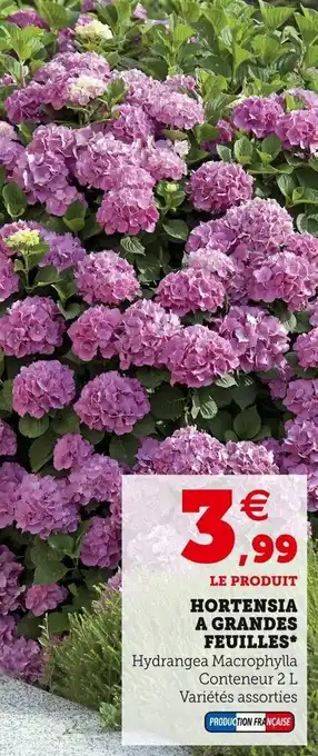 Super U Hortensia a grandes feuilles offre