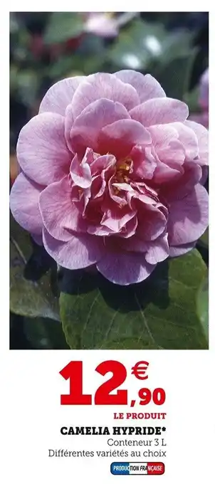 Camelia hypride