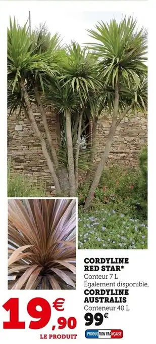 Super U Cordyline australis offre