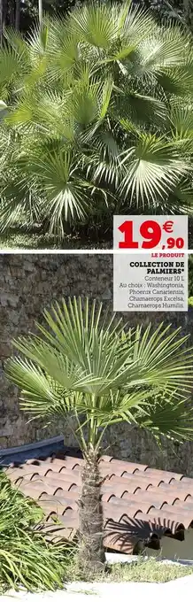 Super U Collection de palmiers offre