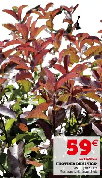 Super U Photinia demi tige offre