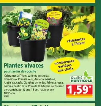 Norma Plantes Vivaces offre