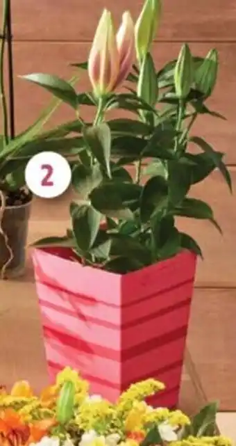 Intermarché Express Narcisse Tête à Tête Pot Zinc 18 cm ou Plantes Fleuries offre