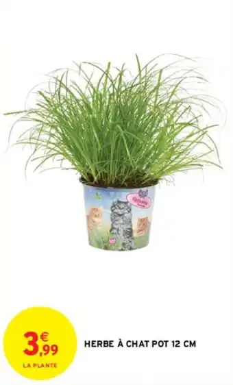 Intermarché Express Herbe à chat pot 12 cm offre