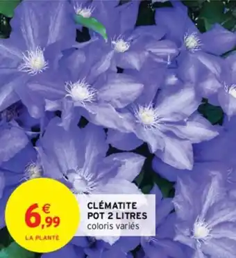 Clématite pot 2 litres