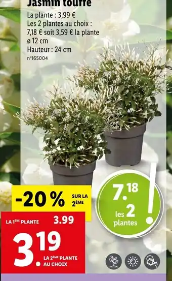 Lidl Jasmin Touffe offre