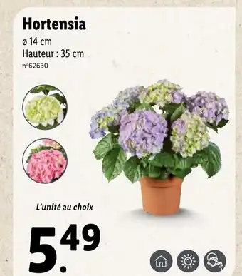 Lidl Hortensia offre