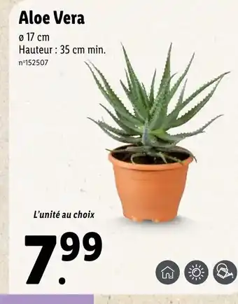 Lidl Aloe Vera offre