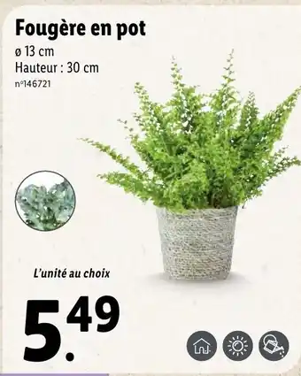 Lidl Fougère En Pot offre