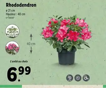 Lidl Rhododendron offre