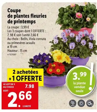 Lidl Coupe de Plantes Fleuries offre