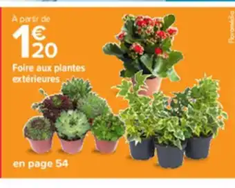Carrefour Foire Aux Plantes Extérieurs offre