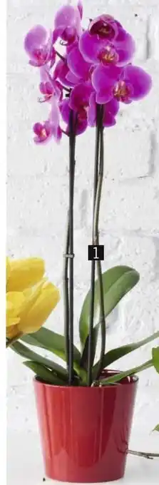 Phalaenopsis 2 branches