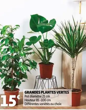 Auchan Grandes plantes vertes offre