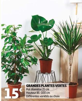 Auchan Grandes plantes vertes offre